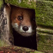 Сайт кракен через тор